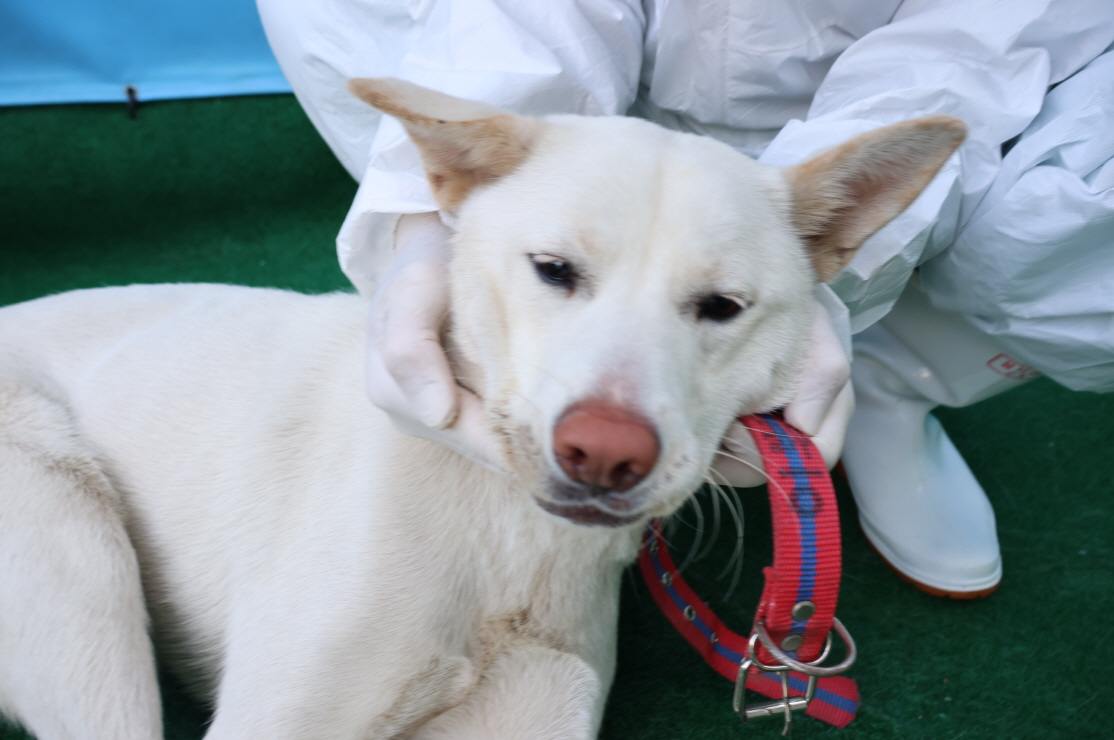 제주 동물보호센터_450650202500118